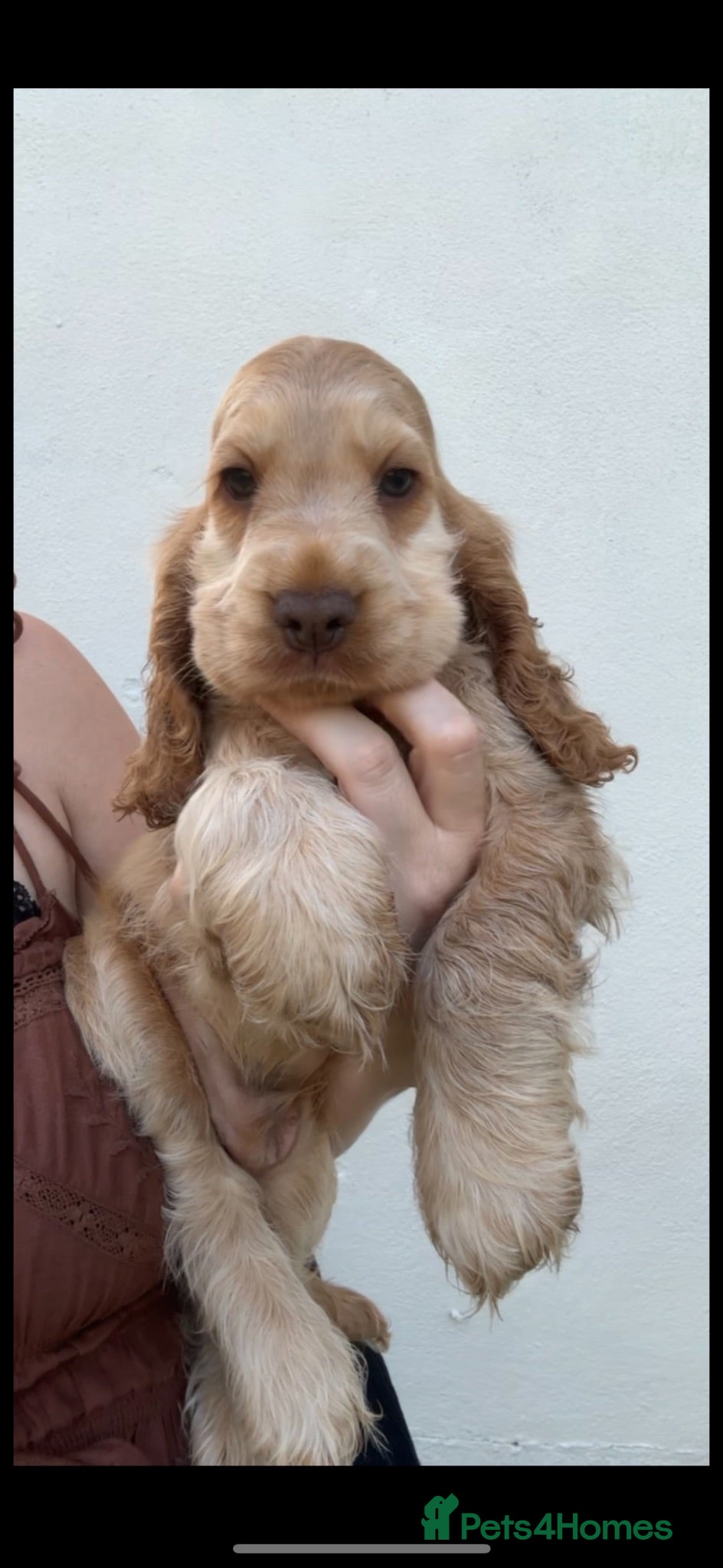 Cocker Spaniel dogs KC Registered Sable Show cocker spaniels  - Advert 1