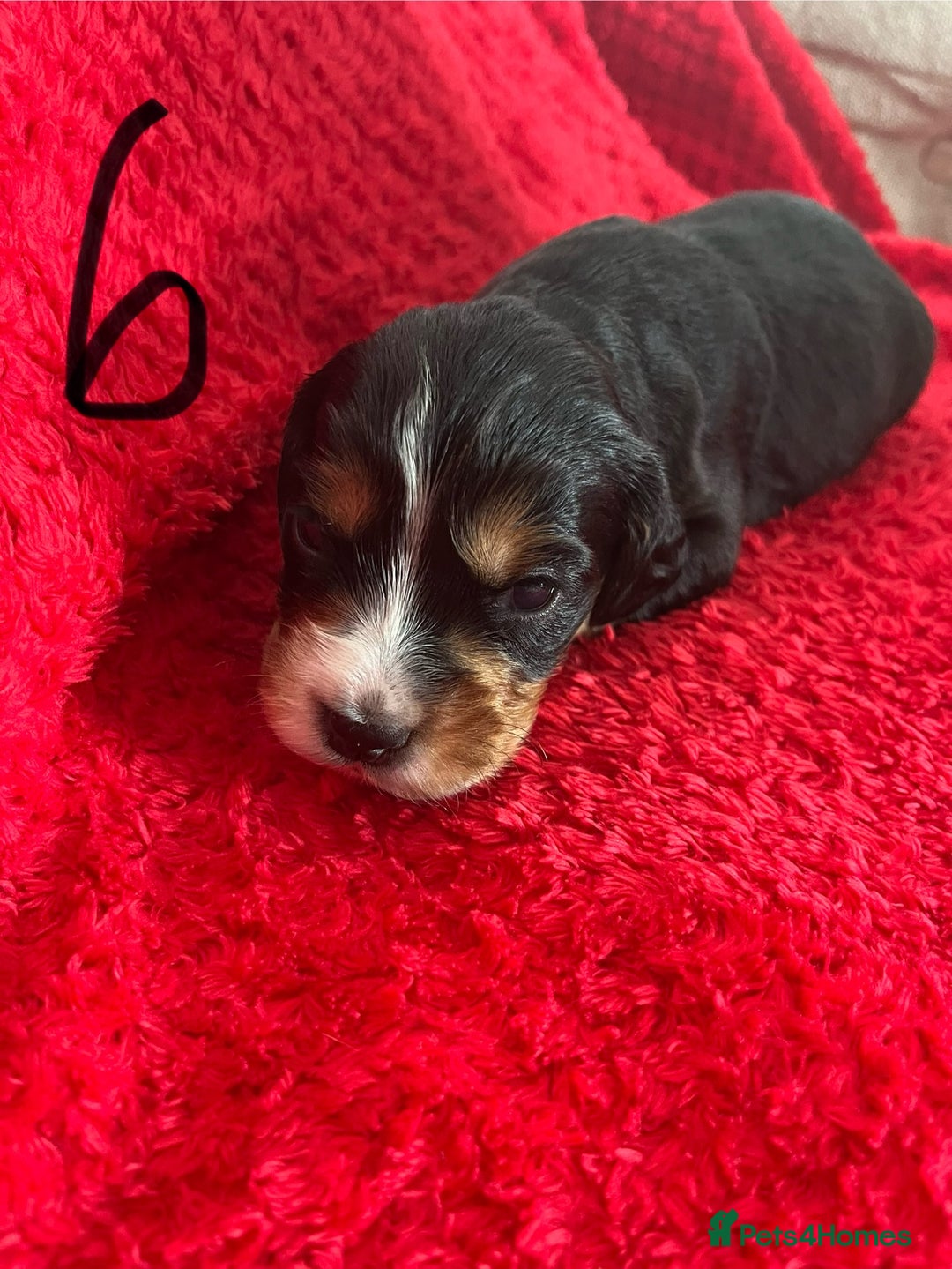 Cocker Spaniel dogs for sale: 7 Beautiful Cocker Spaniel Boys - Image 17