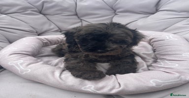 Miniature Poodle dogs - Advert 4
