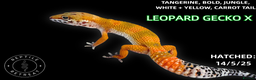Leopard Gecko reptiles for sale: BABY LEOPARD GECKOS!! - Advert 15