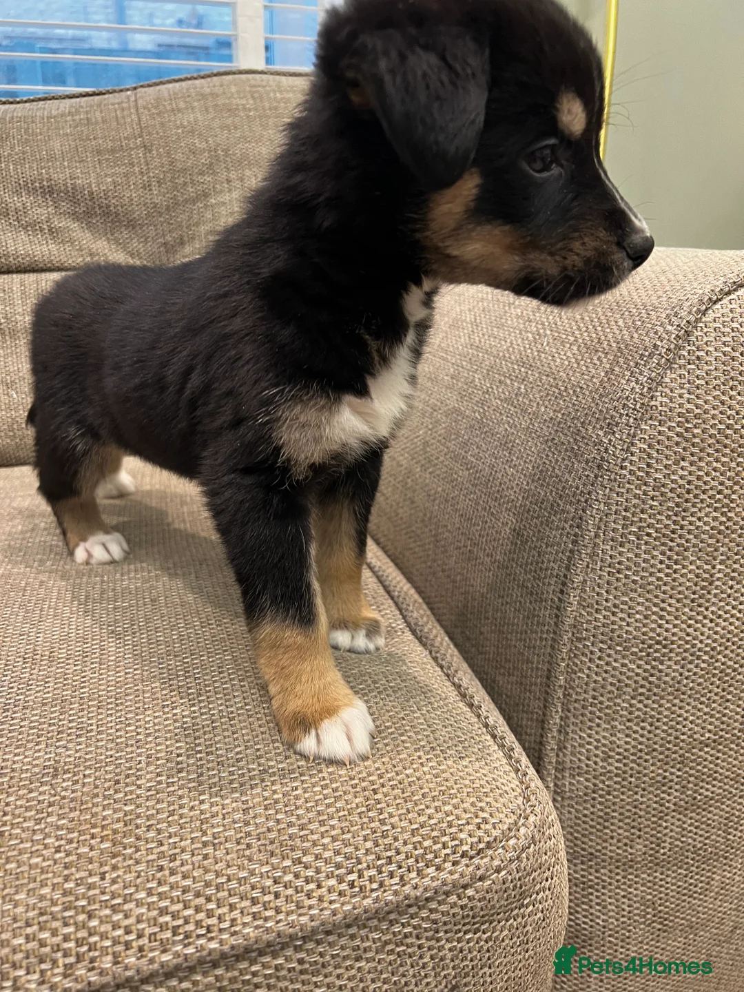 Mixed Breed dogs for sale: Bernese X Huskydor Pups - Advert 29
