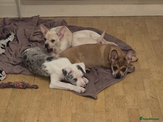 Mixed Breed dogs - Advert 1