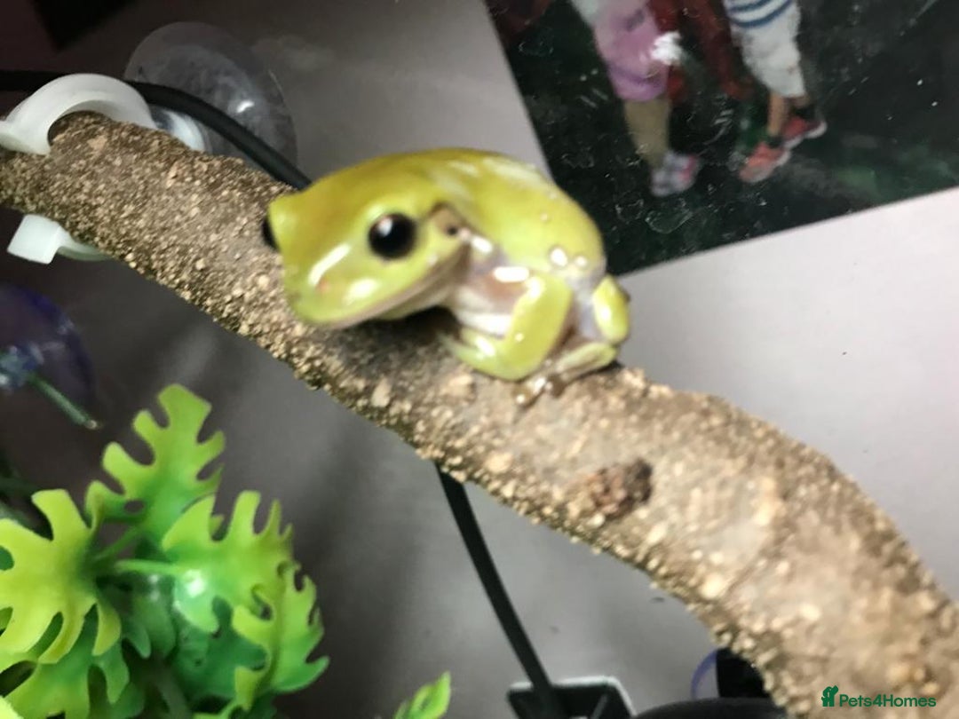 Frog reptiles for sale: Australian Whites Tree Frogs and Terrarium - Image 5
