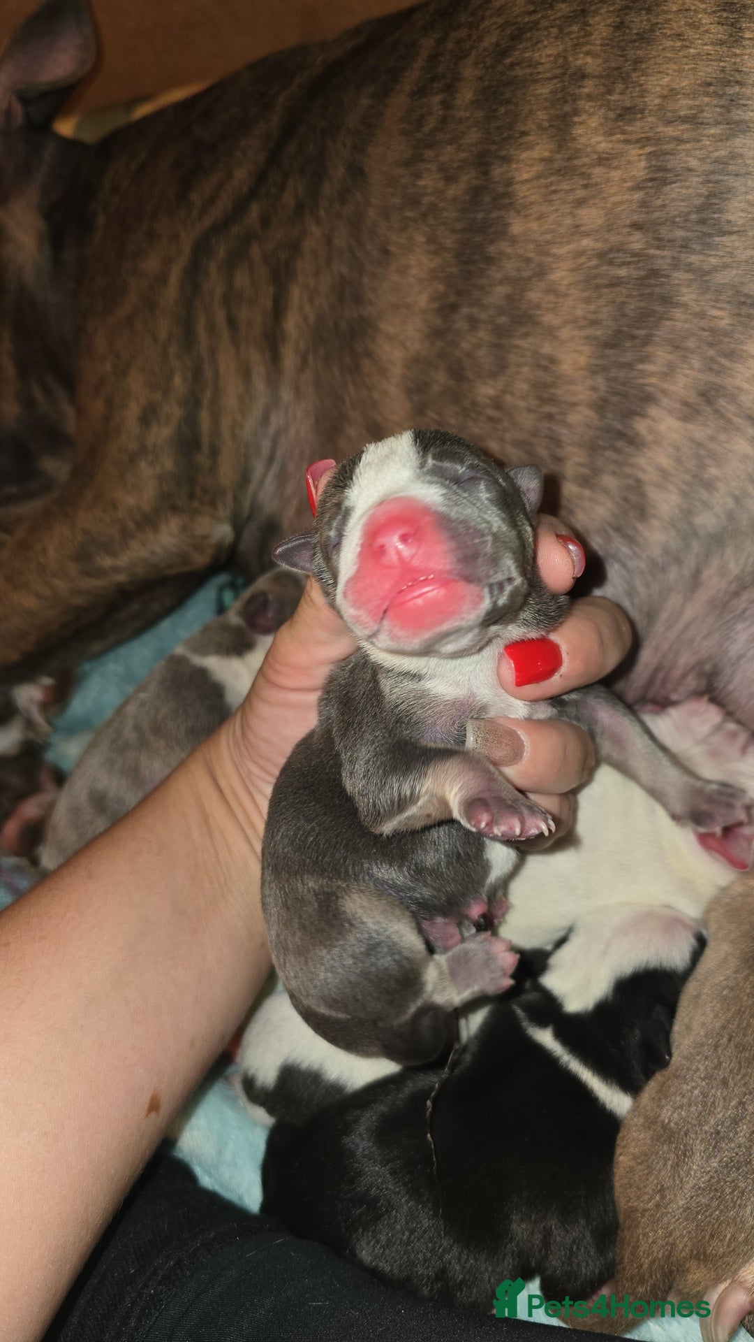 Mixed Breed dogs for sale: Pocket bullies x blue staff - Image 8