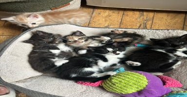 Mixed Breed cats - Advert 6