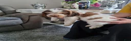 Cocker Spaniel dogs for sale: LAST 2 BOYS show x working cocker spaniels in North Shields - Advert 11
