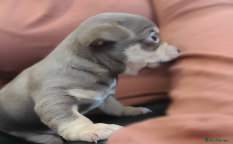 Chihuahua dogs - Advert 1