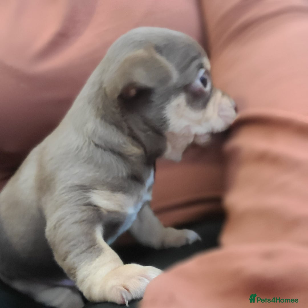 Chihuahua dogs for sale: Smooth coat chihuahua  - Image 1