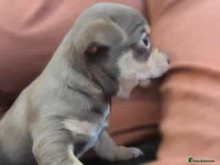 Chihuahua dogs - Advert 1