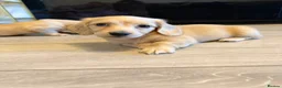 Miniature Dachshund dogs for sale: Cream long haired mini dachshund puppies - Advert 13