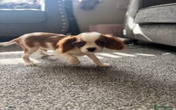 Cavalier King Charles Spaniel dogs for sale: 🐶KC- LAST 1 Cavalier King Charles Boy ready 🏡 💙 - Image 14