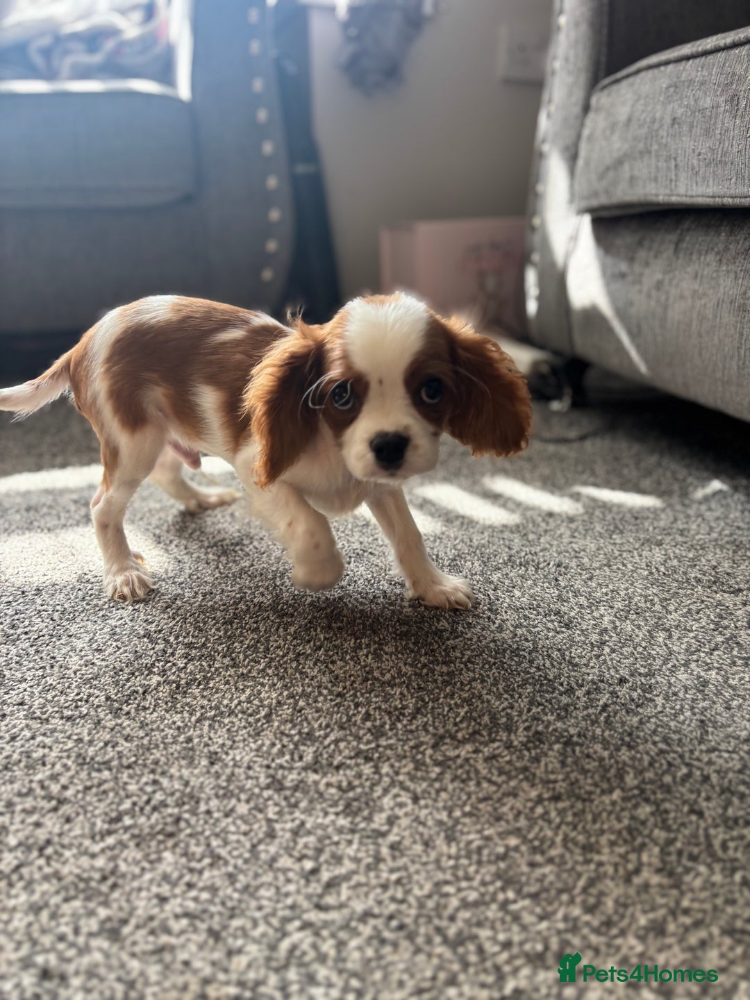 Cavalier King Charles Spaniel dogs for sale: 🐶KC- LAST 1 Cavalier King Charles Boy ready 🏡 💙 - Image 14