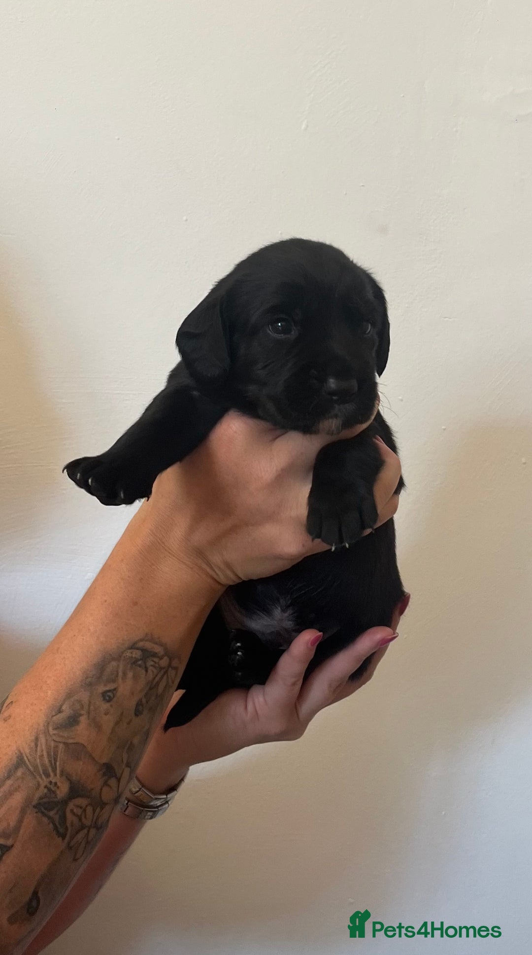 Springador dogs for sale: Springerdor puppies  - Image 5