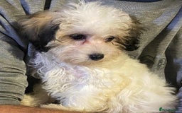 Maltipoo dogs for sale: Tiny Girl Parti Maltipoo Puppy - Image 2