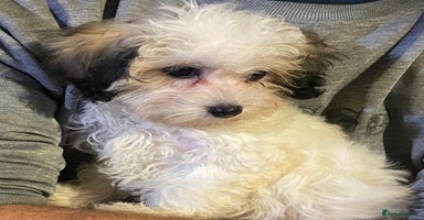 Maltipoo dogs - Advert 9