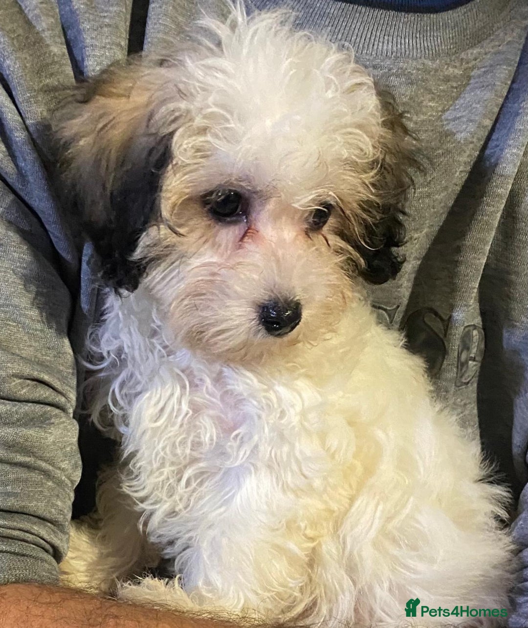Maltipoo dogs for sale: Tiny Girl Parti Maltipoo Puppy - Image 2