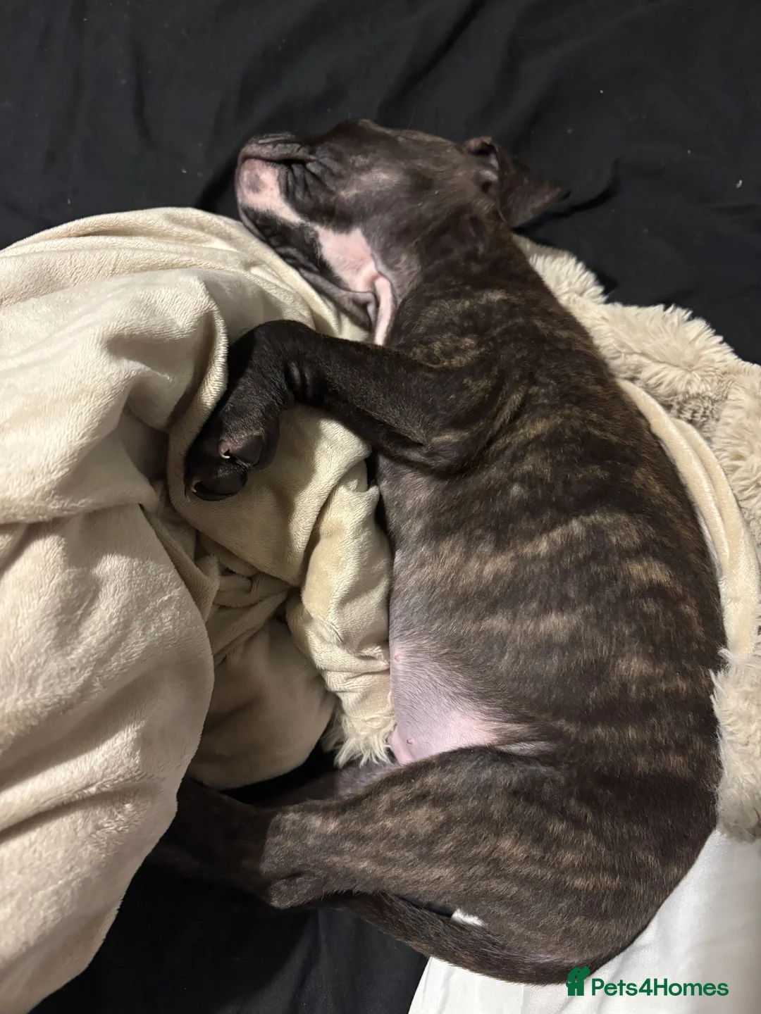 Staffordshire Bull Terrier dogs for sale: Male Tiger Print Staffy - Advert 5