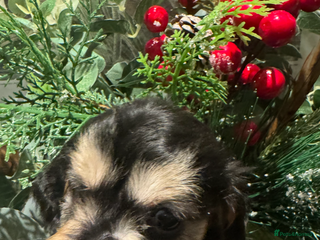 Cockapoo dogs for sale: FI STUNNING SHOW COCKERPOO PUPS - Advert 2