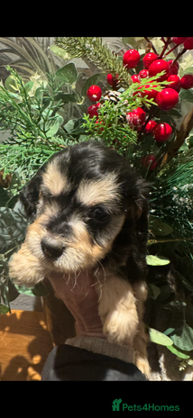 Cockapoo dogs FI STUNNING SHOW COCKERPOO PUPS - Advert 1