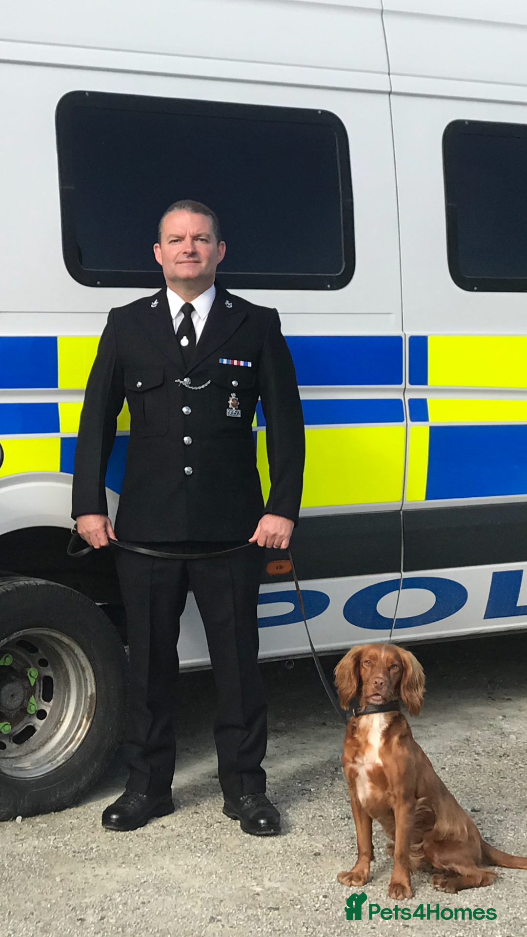 Miniature Poodle dogs for sale: KC HEALTH TEST PUPS - POLICE K9 TRAINER 5* BREEDER - Advert 25