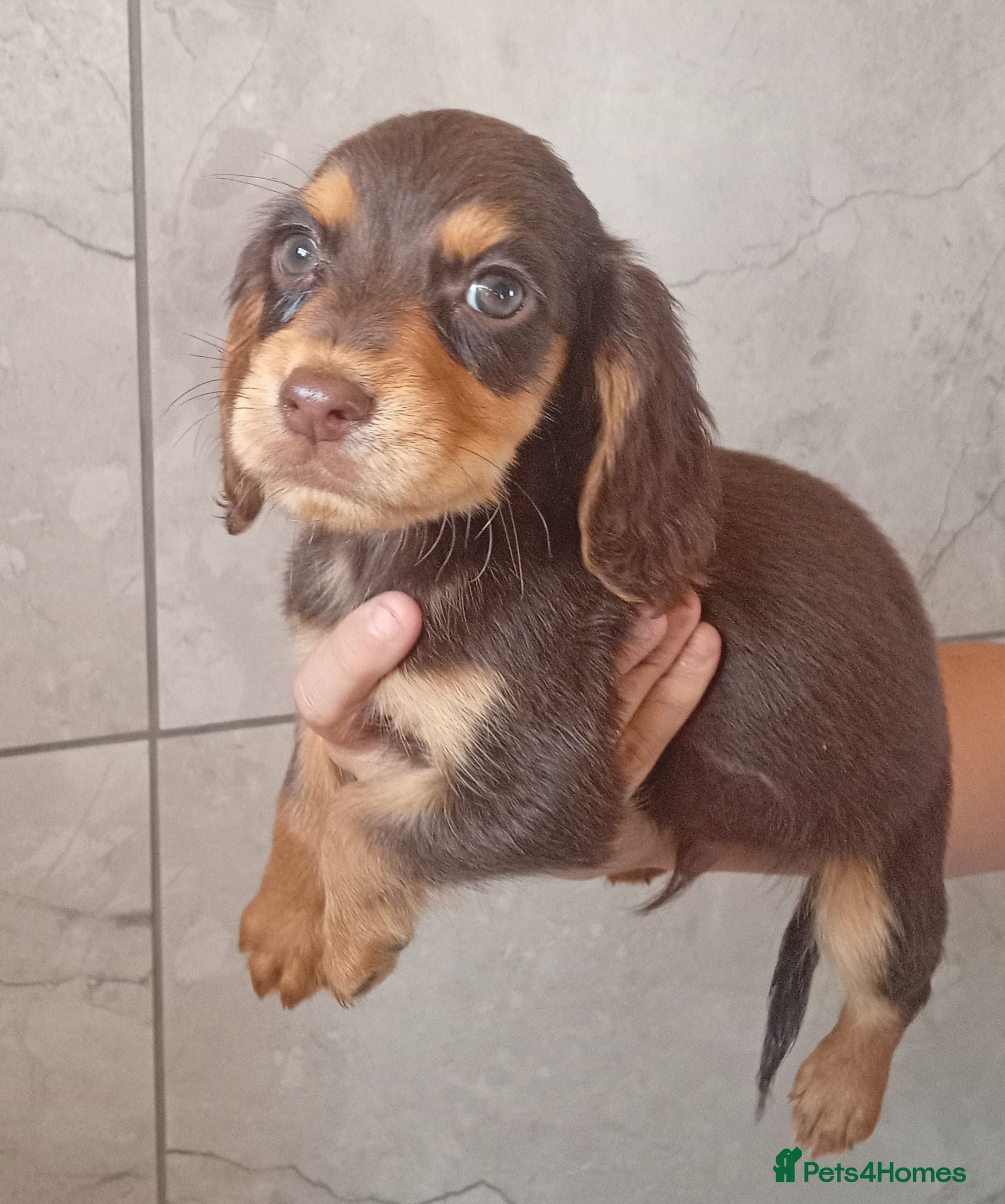 Cocker Spaniel dogs Cocker spaniel puppies  - Advert 1