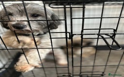 Mixed Breed dogs for sale: Beautiful Perkinese x female - Image 3