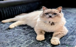 Ragdoll cats for sale: The most adorable black Ragdoll with grey maine - Image 6