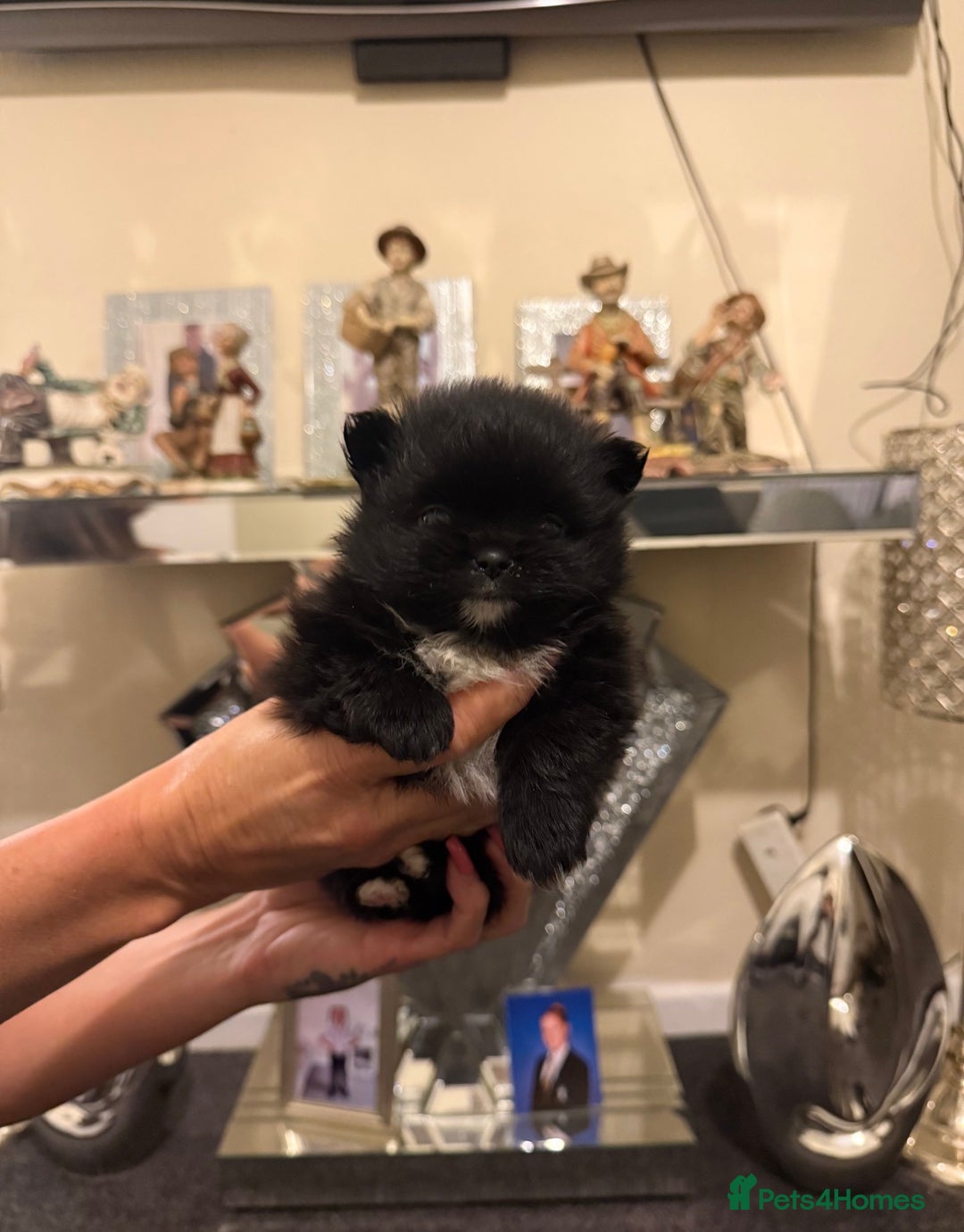 Pomchi dogs for sale: 3 beautiful pomchi - Advert 5