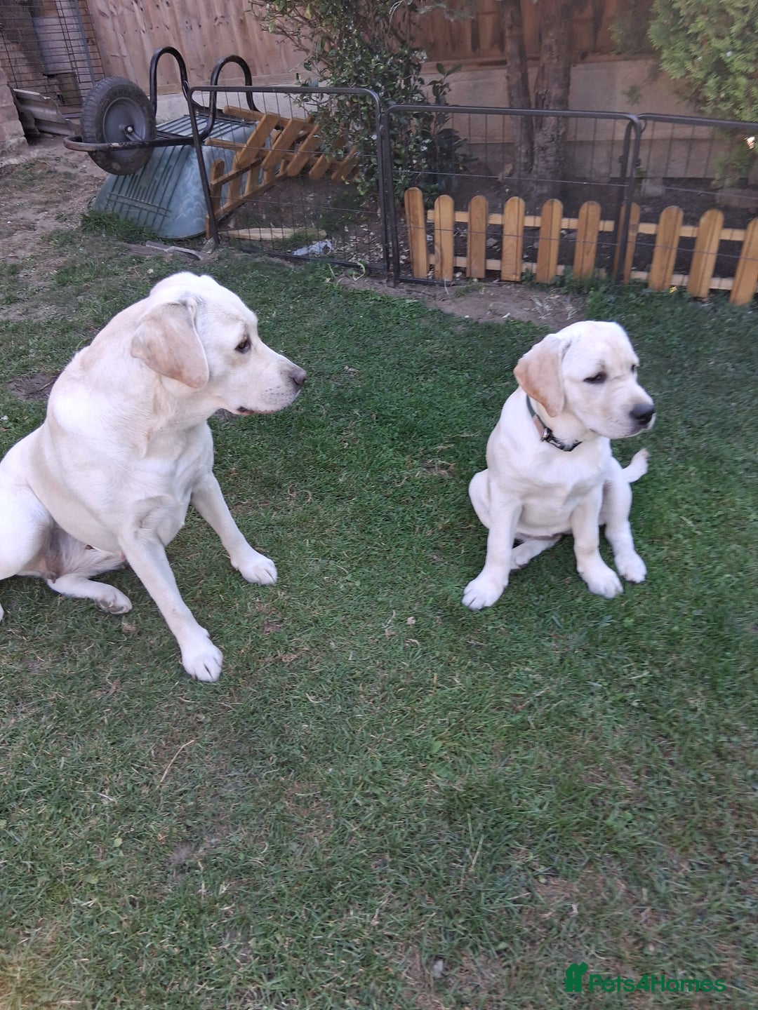Labrador Retriever dogs for sale: Kc reg labrador retriever bitch - Image 4
