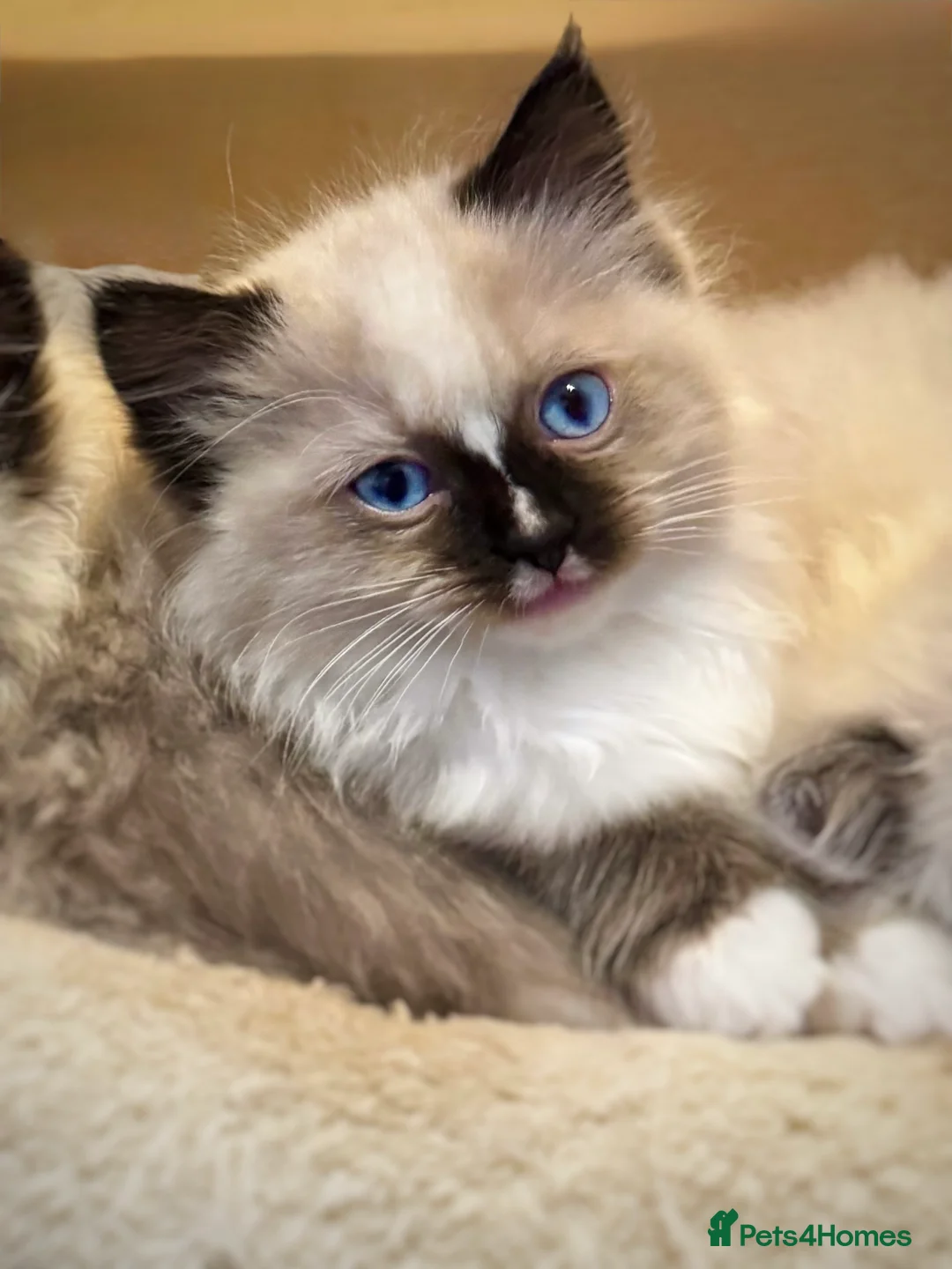 Ragdoll cats for sale: READY NOW TICA ACTIVE Kittens, European bi-colour - Advert 12