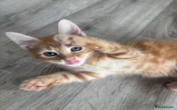 Maine Coon cats for sale: LAST MALE READY NOW - Image 1