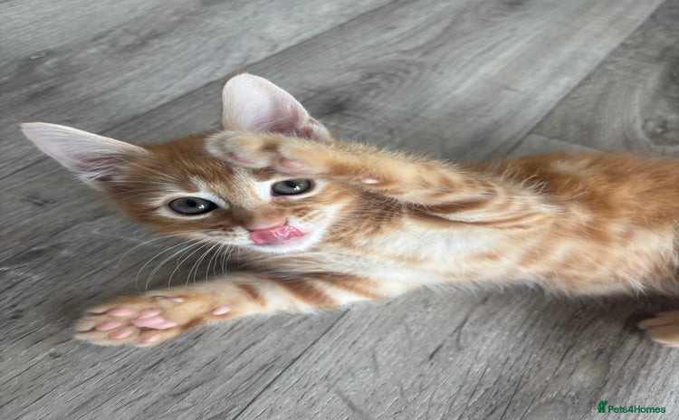Maine Coon cats - Advert 6