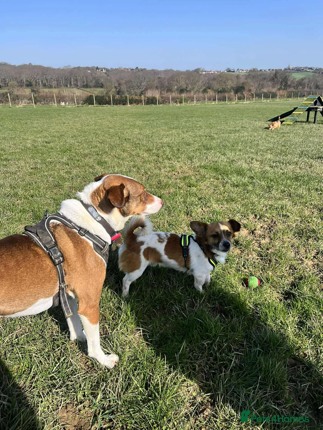 Mixed Breed dogs for adoption: Meatball for adoption in Saint Leonards-on-sea - Advert 2