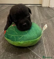 Labradoodle dogs 2 BEAUT MALES & 1 FEMALE MINI LABRADOODLE PUPPIES - Advert 4