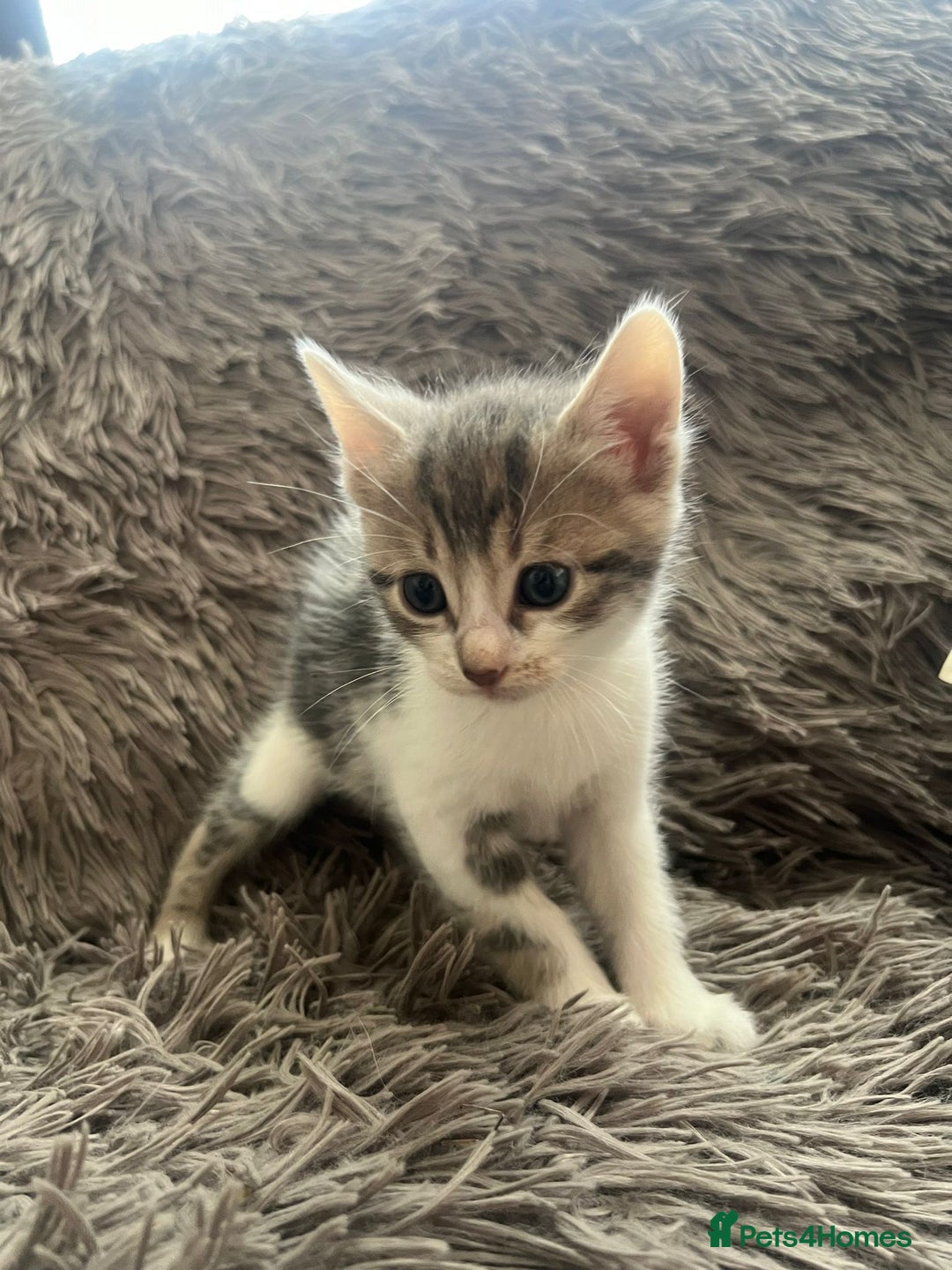 Bengal cats for sale: RUSSIAN BLUE BENGLES - Image 18