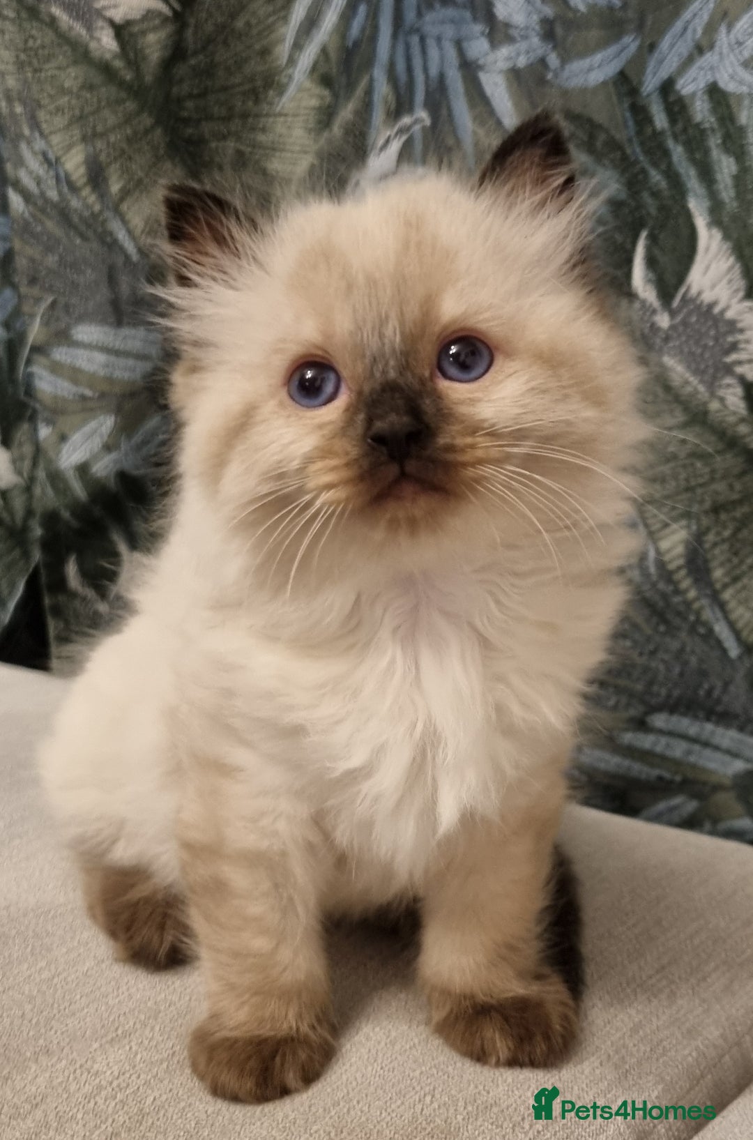 Ragdoll cats for sale: Ragdoll kittens  - Advert 5