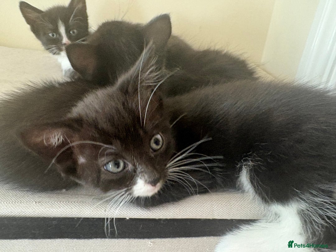 Domestic Shorthair cats for sale: Black and white kittens for sale  - Image 5