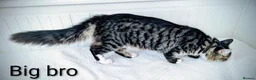 Bengal cats for sale: Snow Bengal Maine coon mixed moggies - Advert 21