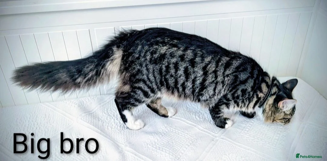 Bengal cats for sale: Snow Bengal Maine coon mixed moggies - Advert 21