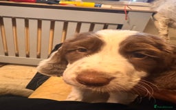 English Springer Spaniel dogs for sale: Springer Spaniel Boy - Image 6