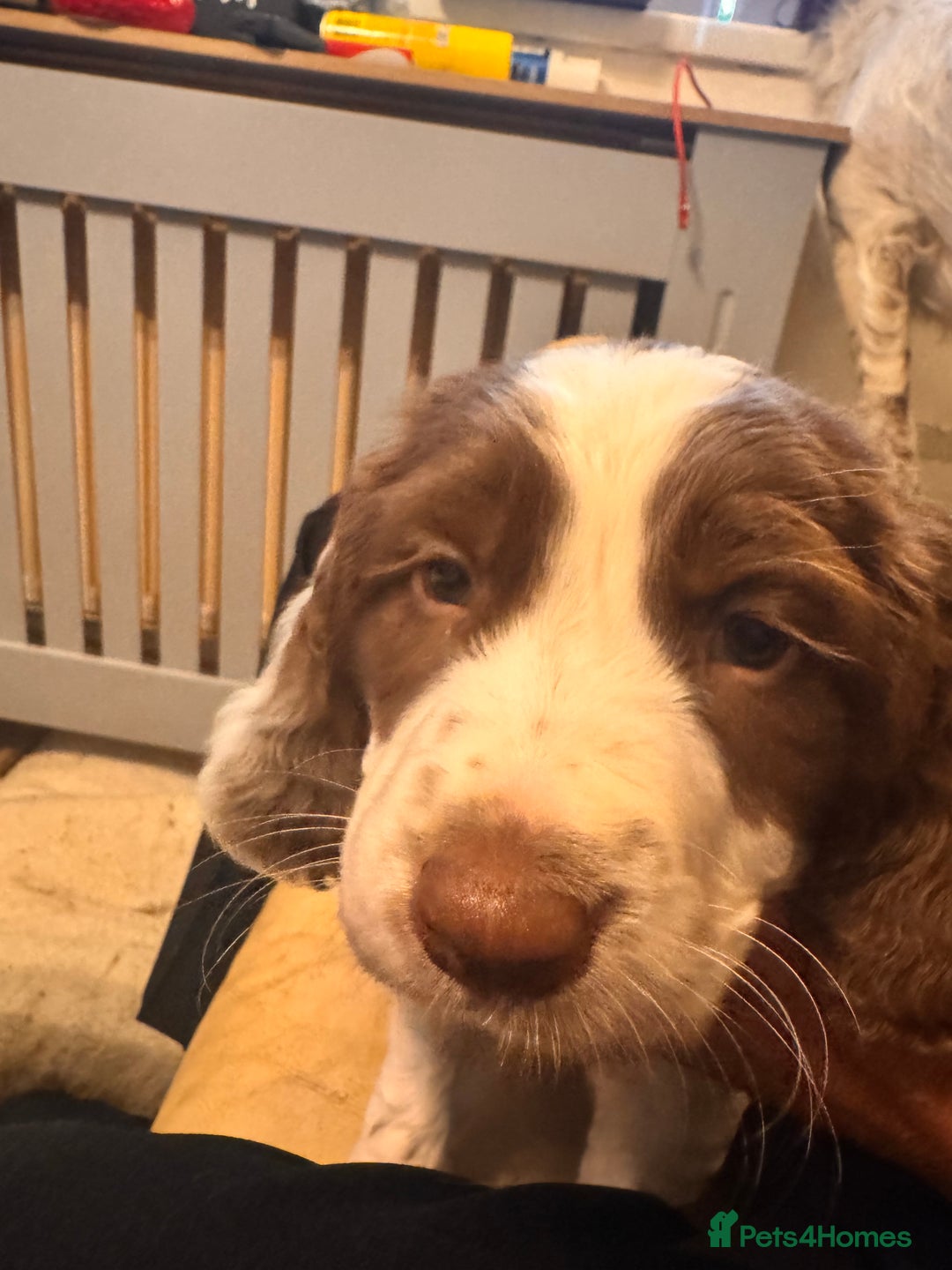 English Springer Spaniel dogs for sale: Springer Spaniel Boy - Image 6