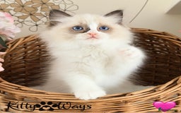 Ragdoll cats for sale: 🐾🩷*TICA REG* LYNX TABBY EU RAGDOLL KITTENS🩵🐾 - Image 19