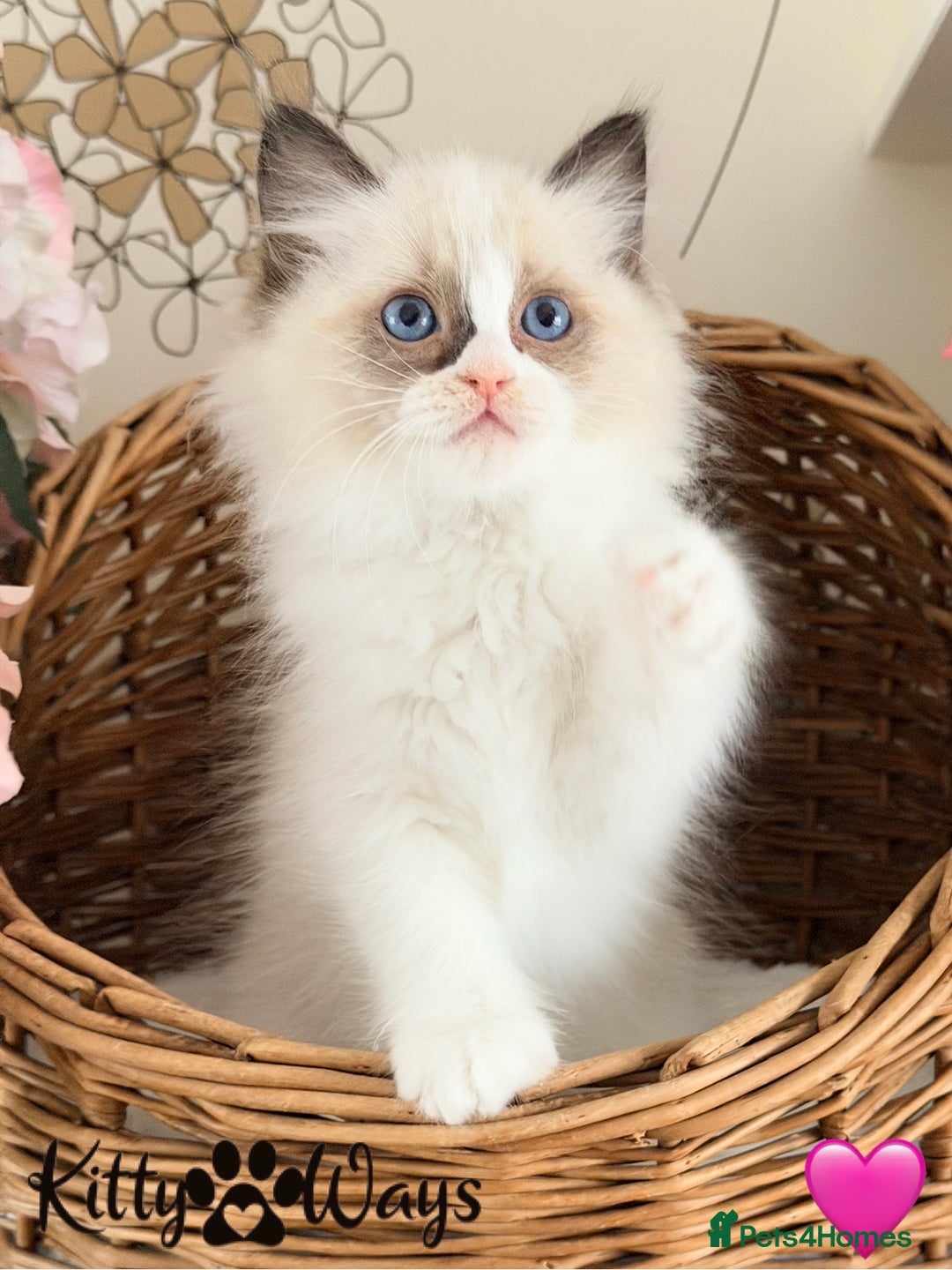 Ragdoll cats for sale: 🐾🩷*TICA REG* LYNX TABBY EU RAGDOLL KITTENS🩵🐾 - Image 19