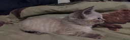 British Shorthair cats for sale: Kittens £160 - Advert 9