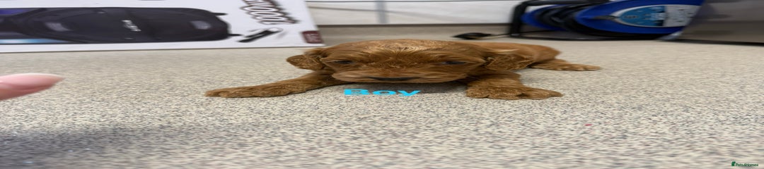 Cockapoo Puppy 3