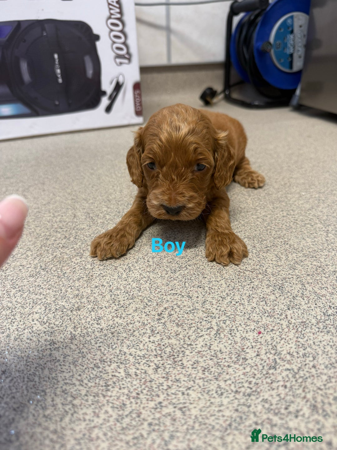 Cockapoo dogs for sale: 6 F1 cockapoo puppies 💕💙 - Image 5