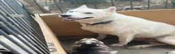 Siberian Husky dogs for sale: Rexx male husky - Advert 5