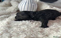 Toy Poodle dogs for sale: Toy poodles (5 girls and 2 boys) - Image 35