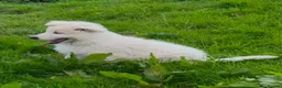 German Shepherd dogs for sale: Outstanding KC White long haired GSD pups  in Catterick Garrison - Advert 20