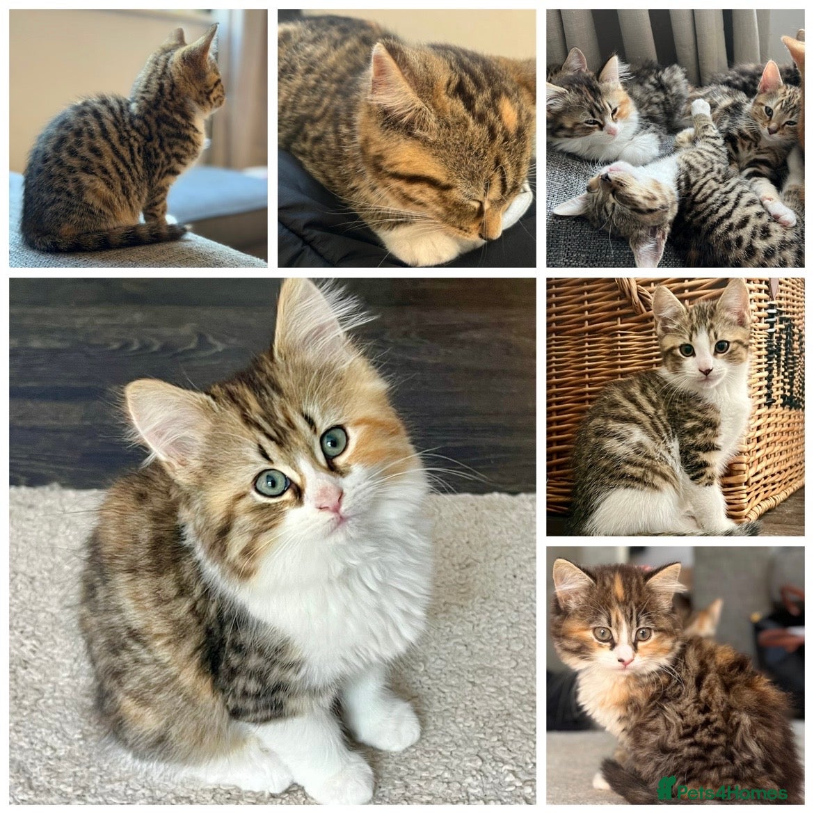 Mixed Breed cats Mixed Breed Pedigree Cross Kittens M/F - Advert 1